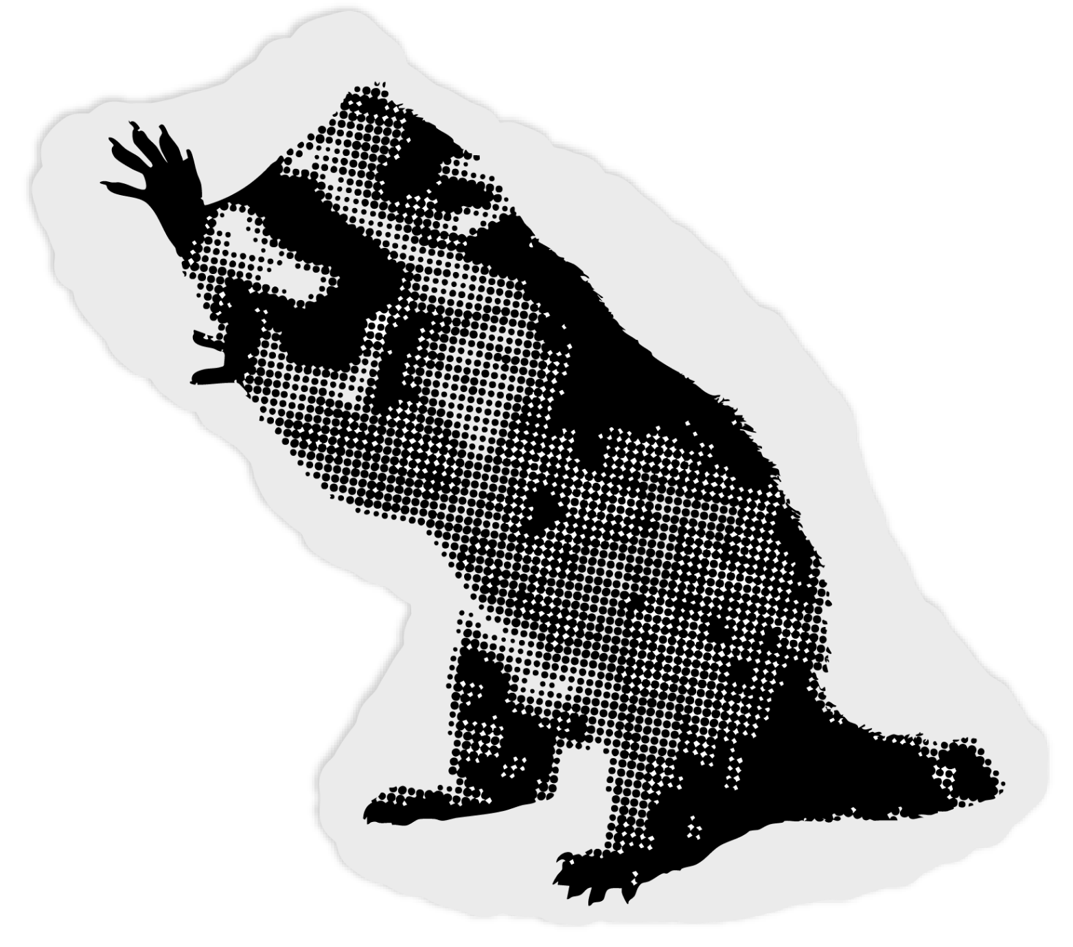 raccoon