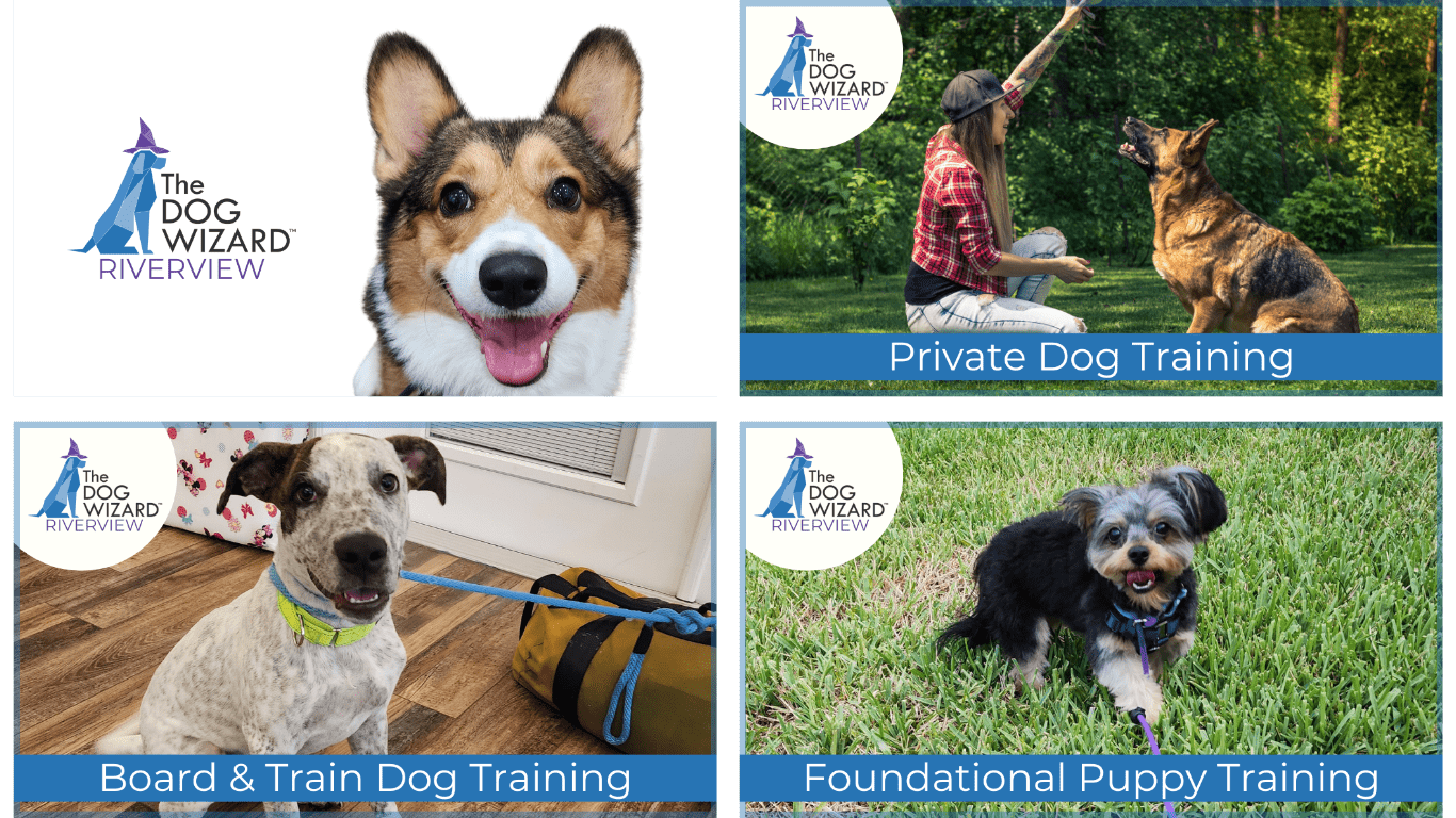 The Dog Wizard work sample